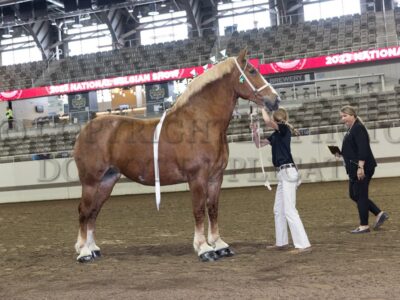 Youth Showmanship