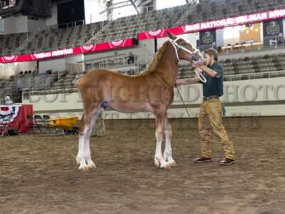 National Belgian Futurity