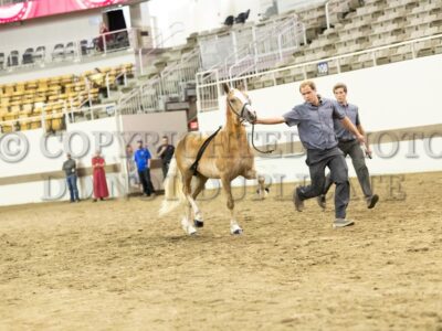 Hoosier Haflinger Sire Program