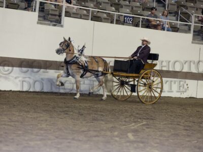 Haflinger Mare Cart