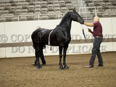 Draft Pony Halter Class