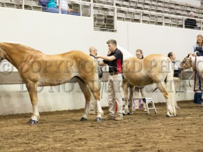 Haflinger Youth Decorating