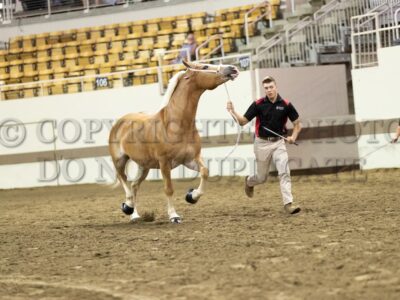 Haflinger Youth Showmanship