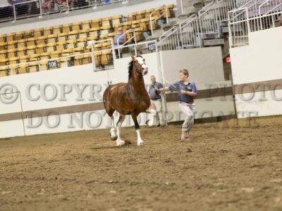 Draft Pony Youth Showmanship