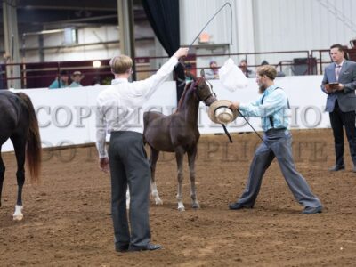 35-Weanling Stud (Roadster Type)