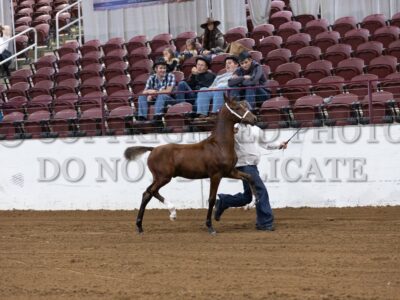 48-Weanling Stud (Harness Type)