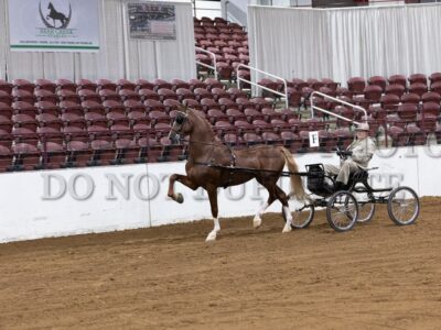 51-ADHHA Jr. Dutch Harness Championship