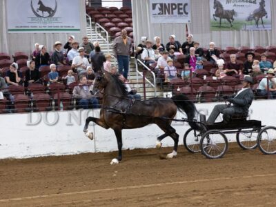 60-ADHHA Open American Fine Harness Championship