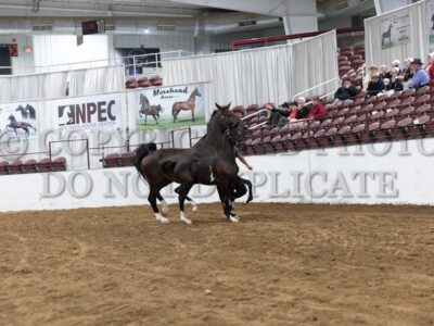 62-10 Highest Scoring Weanling Presentation (Harness Type)