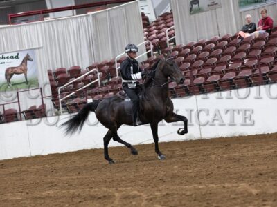 66-Stallions & Mares Approval (ADHHA Show Test)