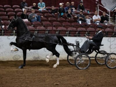 18 Open Breed Fine Harness