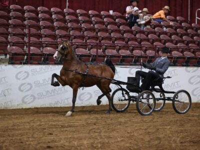 21-B Harness Pony Open (Con Tail)