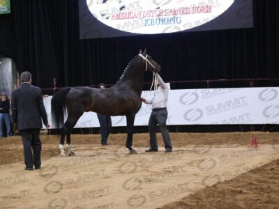 23 Ster Stallion _ Gelding Inspection