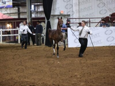 26 Weanling Stud (Roadster Type)