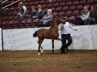 29 Weanling Fillies (Roadster Type)