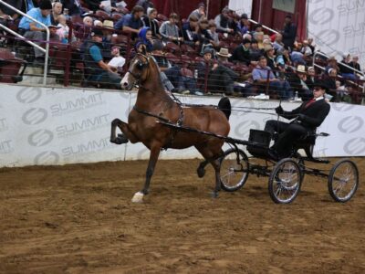 30 Harness Pony Open Cob Tail Championship