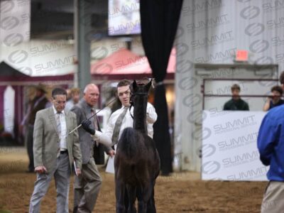 32 Weanling Fillies (Harness Type)