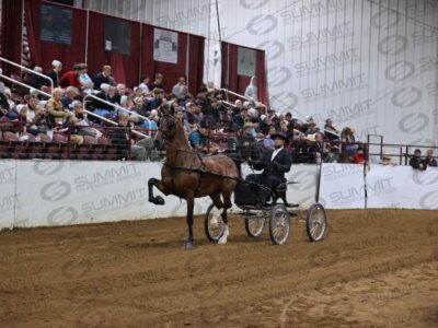 35 ADHHA Jr Fine Harness Championship_