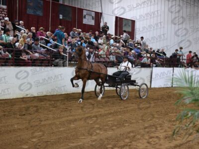 38 Open Breed Fine Harness Championship