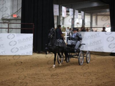 40 Hackney Harness Championship