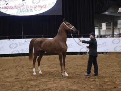 42 ADHHA Yearling Stallion and Filly Keuring Advice