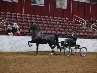 49 ADHHA Open Fine Harness Championhip