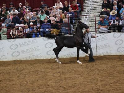 51 10 Highest Scoring Weanling Presentation (Roadster Type)