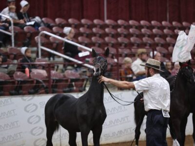 52 10 Highest Scoring Weanling Presentation (Harness Type)